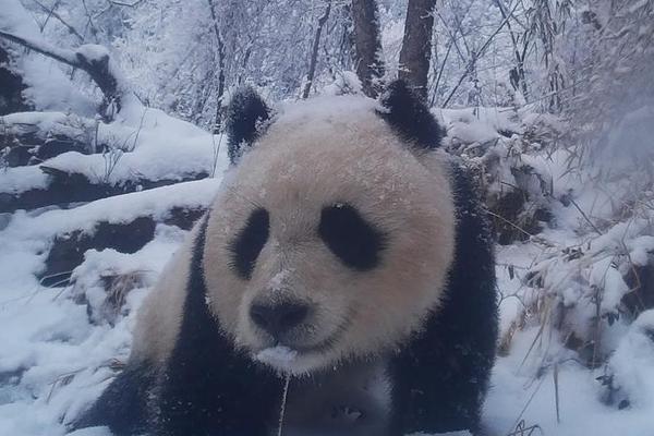 【免費國產在線視頻】提早吃抗病毒藥能防備甲流嗎?