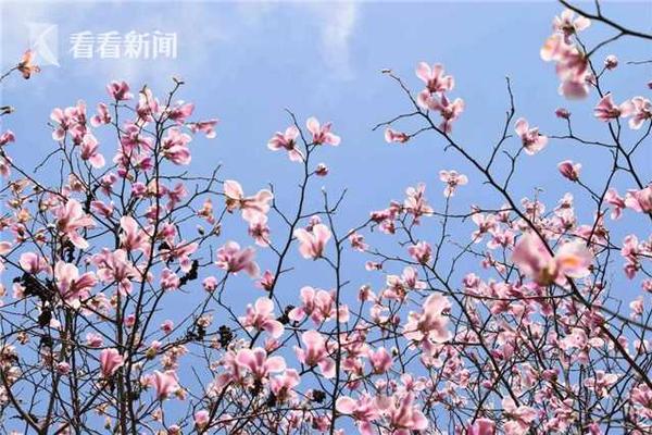 【免費在線國產(chǎn)】攜程：新年首日跨境游訂單增加超三成