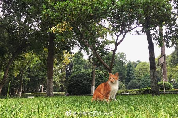 【歐美日韓亞洲國產】A股違規舉牌現象昂首 業界主張進一步標準舉牌行為